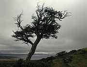 Baum