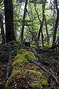 S&uuml;dlichster Wald