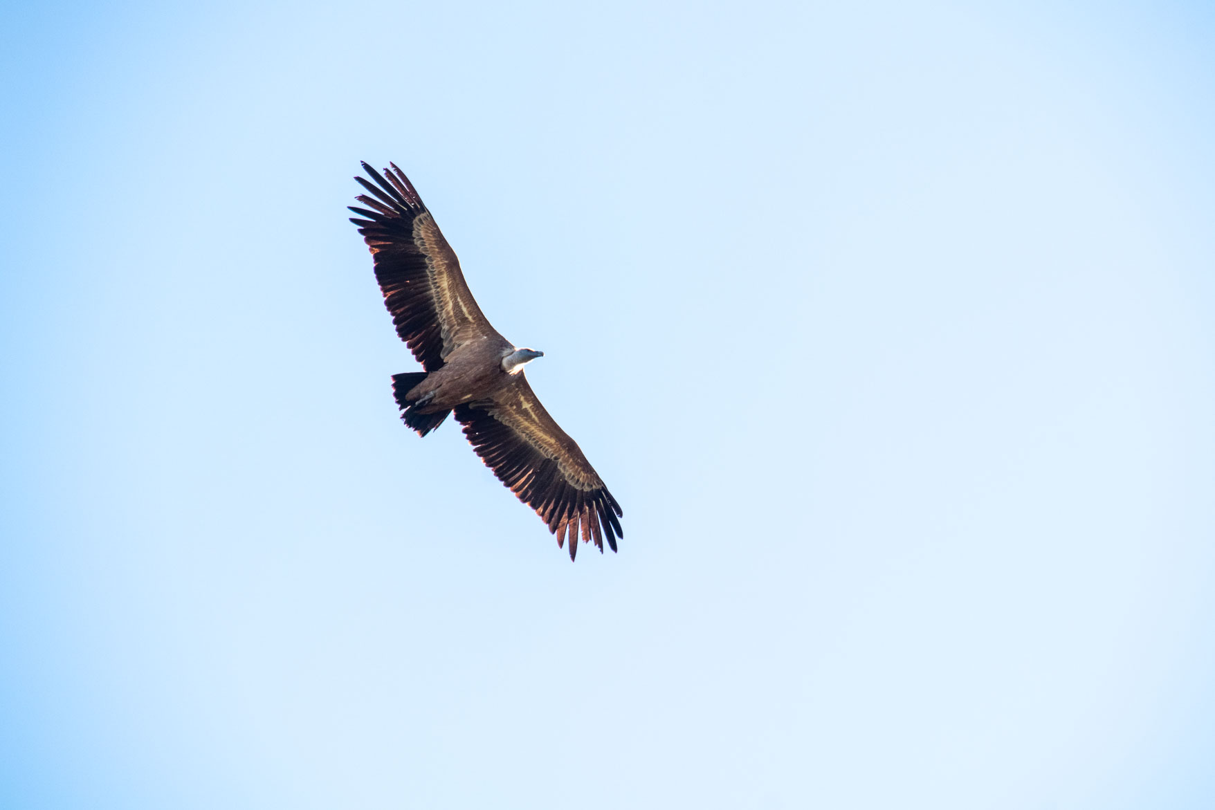 IMG_8441.jpg