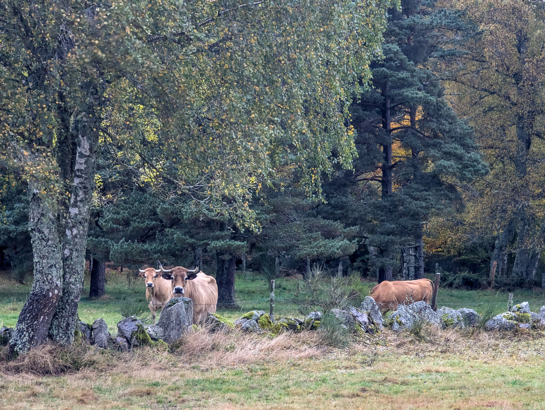 PXL_20241016_070729161.RAW-01.COVER.jpg