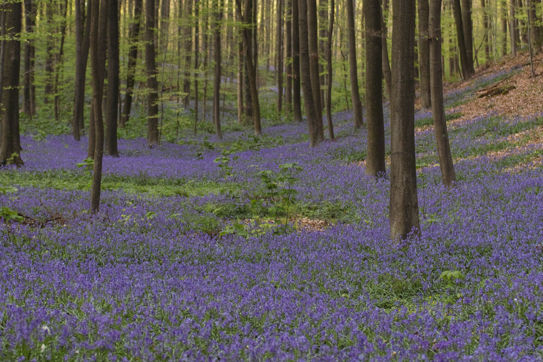 Hallerbos-1309.jpg