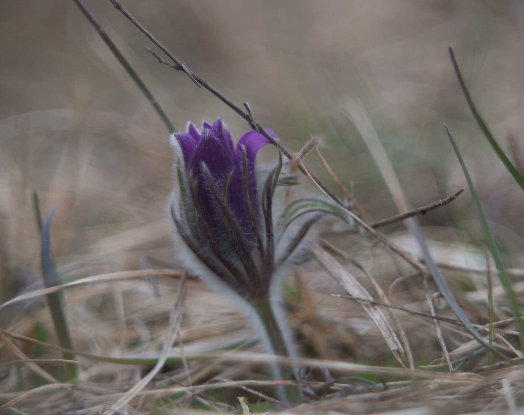 Scilla-0976.jpg