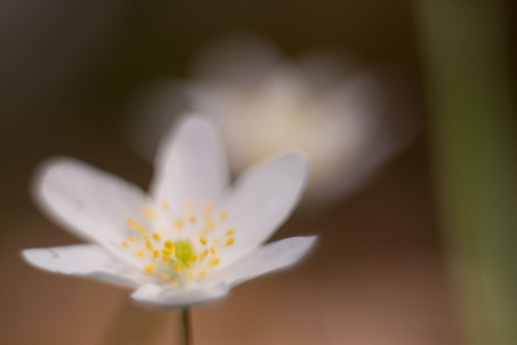 anemone-141276.jpg