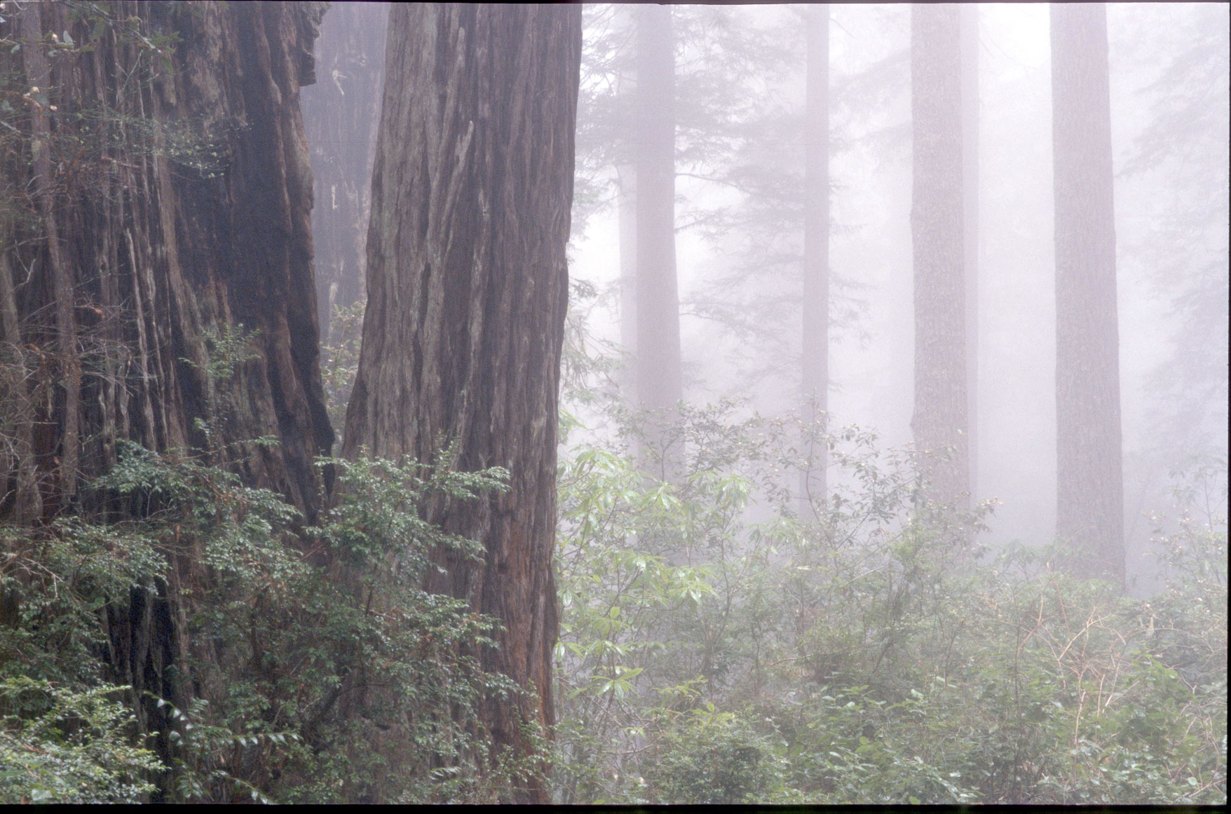 calfilm013.jpg