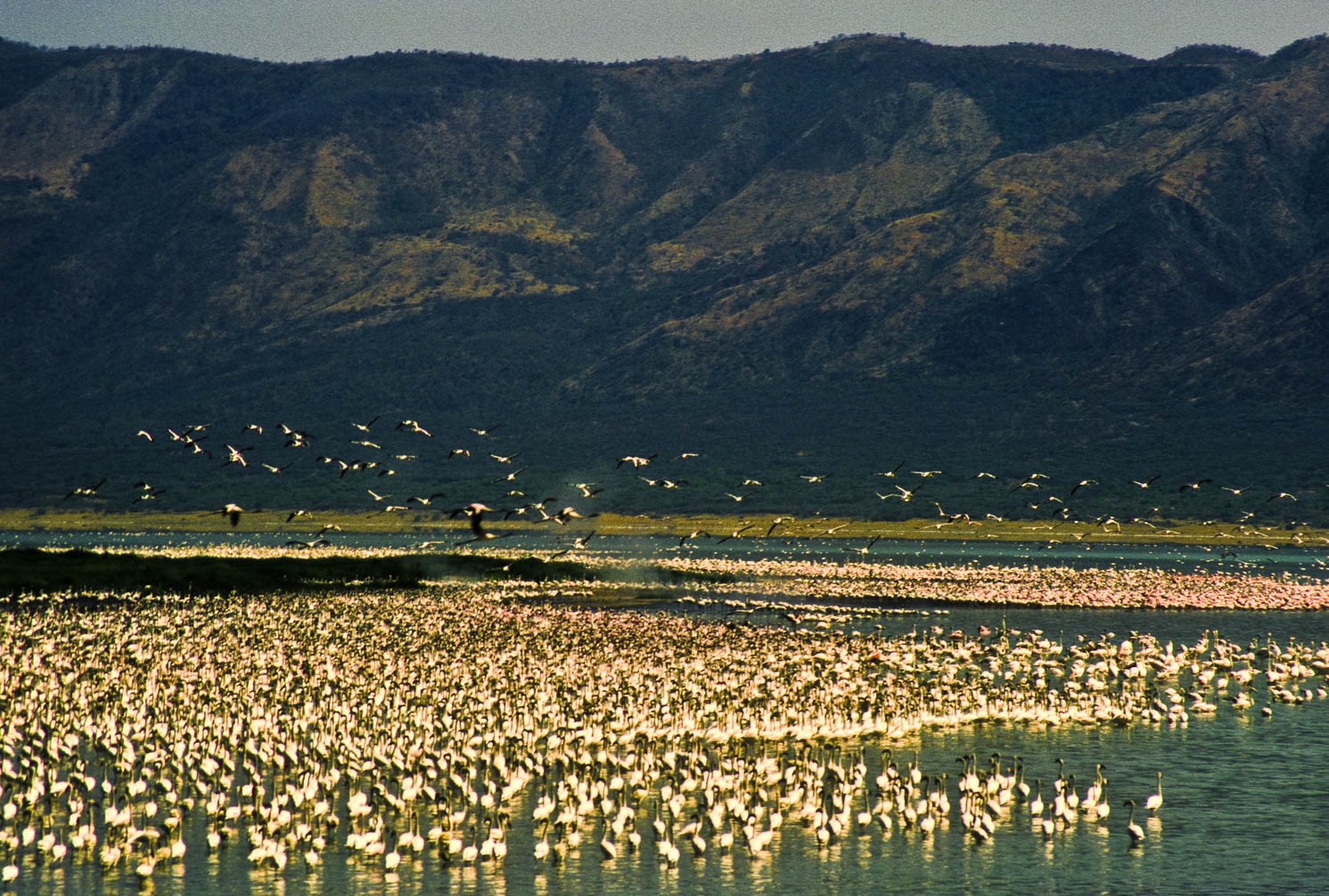 bogoria9.jpg