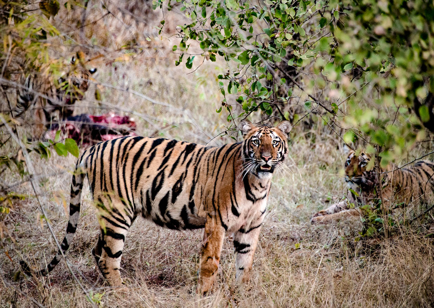 Tadoba-9939-Bearbeitet-Bearbeitet.jpg