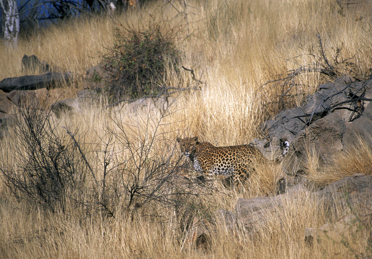 leopard01.jpg