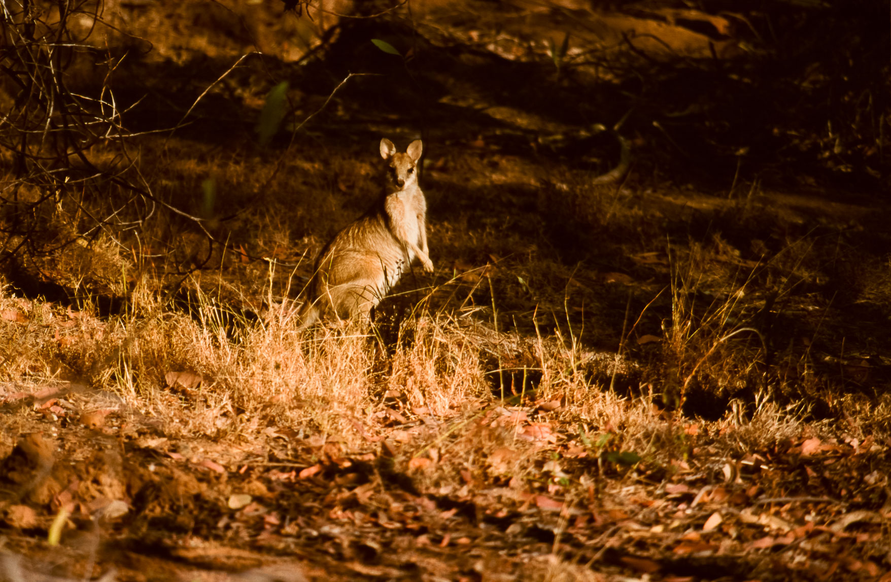 AUS07REFL0070.jpg