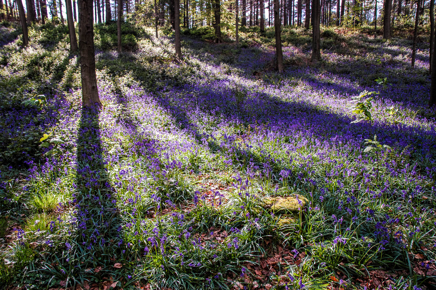 Hallerbos-1265.jpg