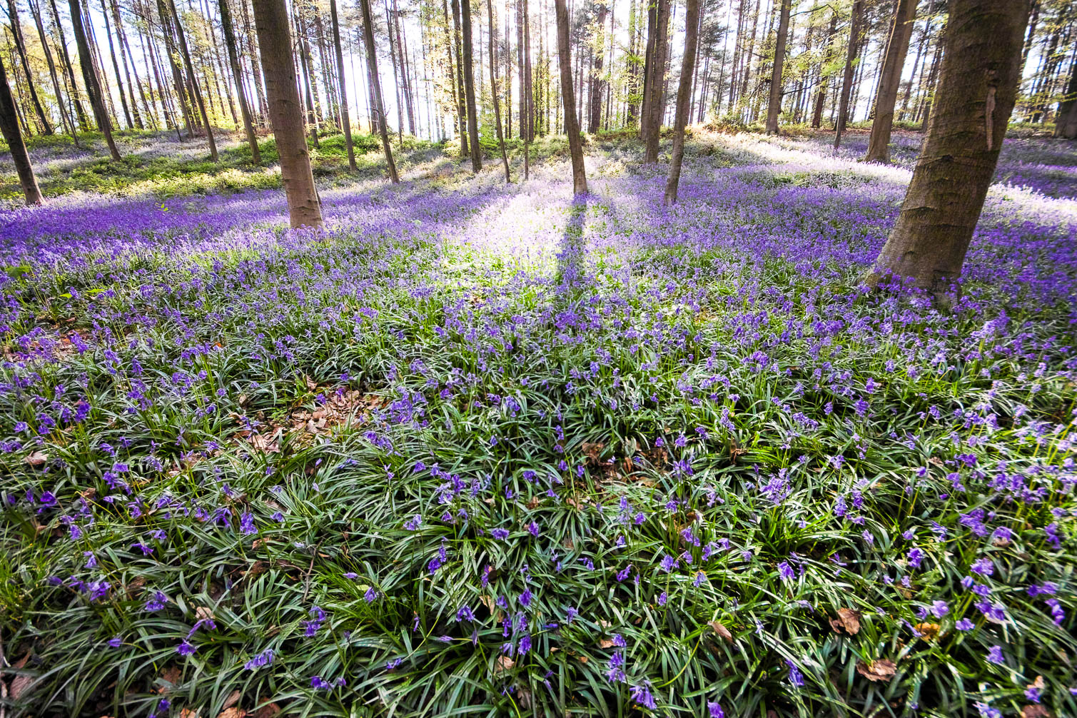 Hallerbos-1297.jpg
