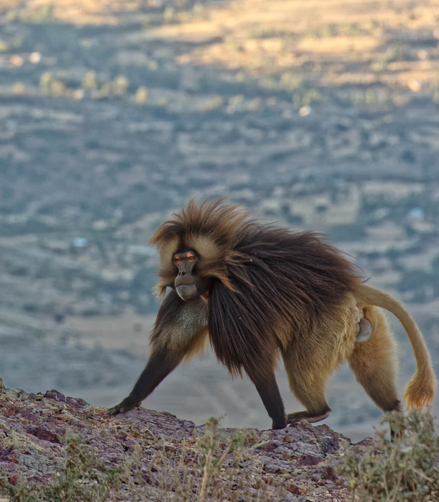 Ethiopia Ethiopia