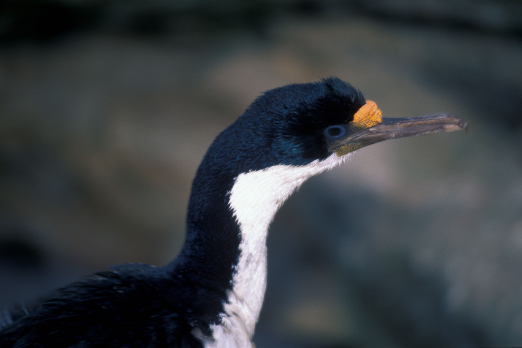 Falkland-135-019.jpg