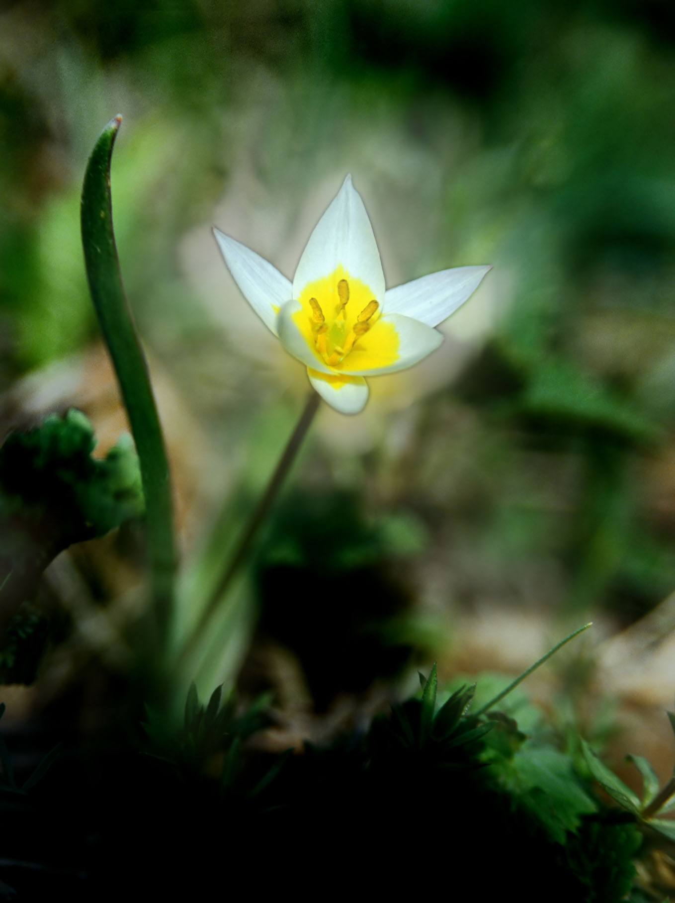 tulpe1.jpg