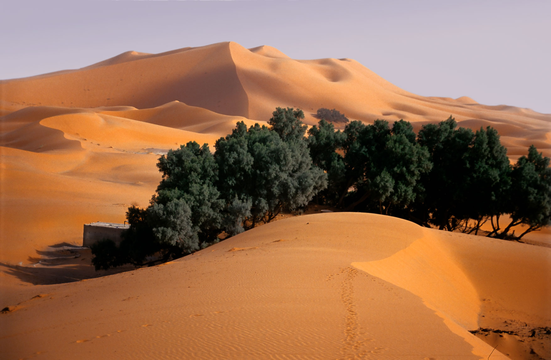 ergchebbi.jpg