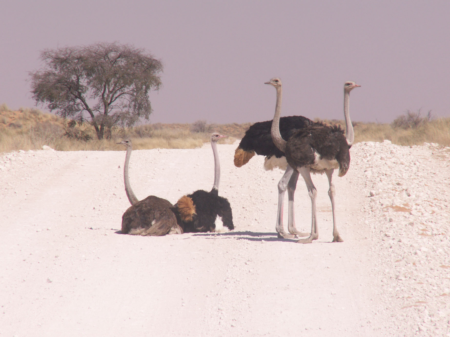 Namibia-2006153_v1.jpg