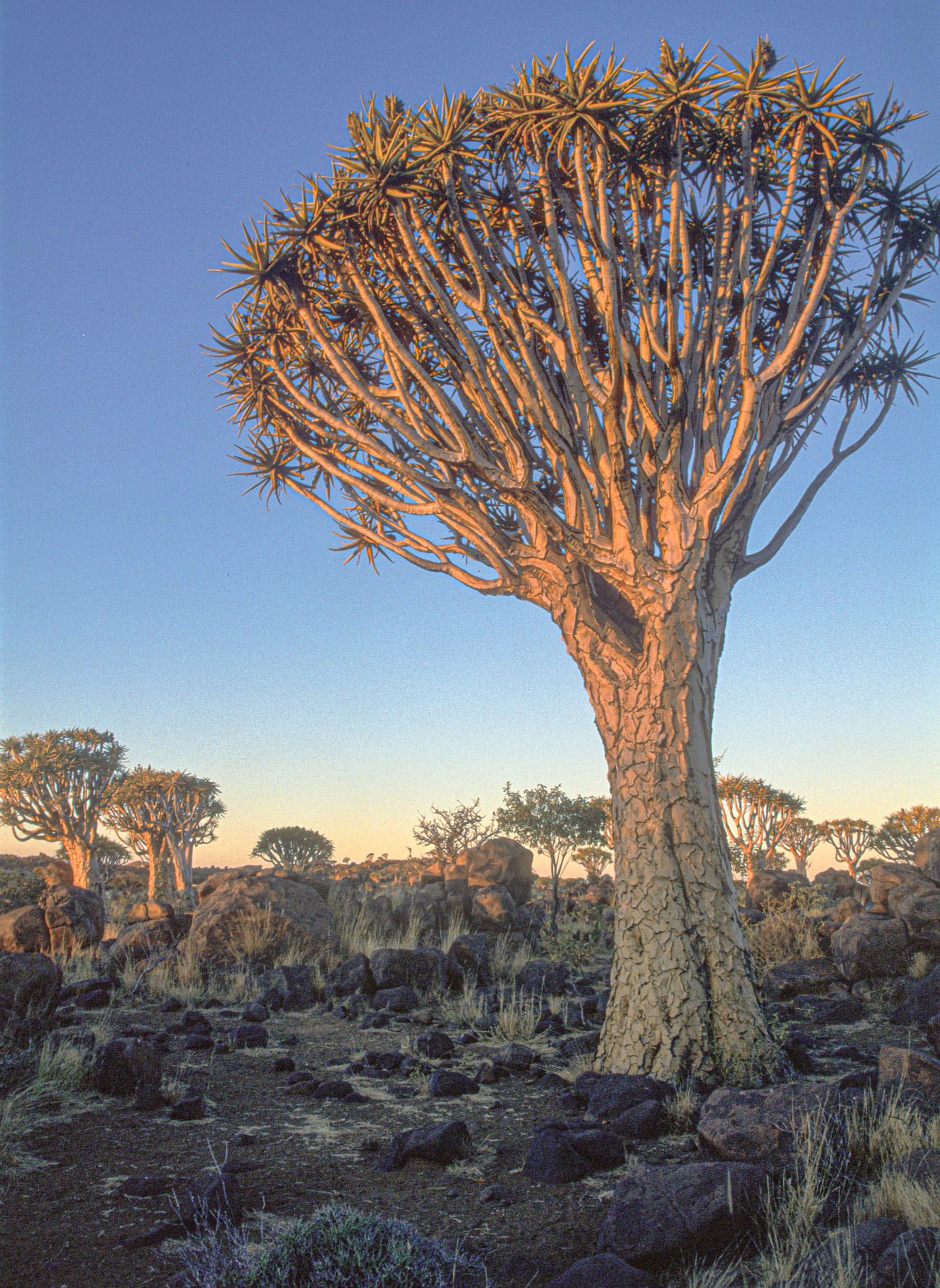 Namibia049.jpg