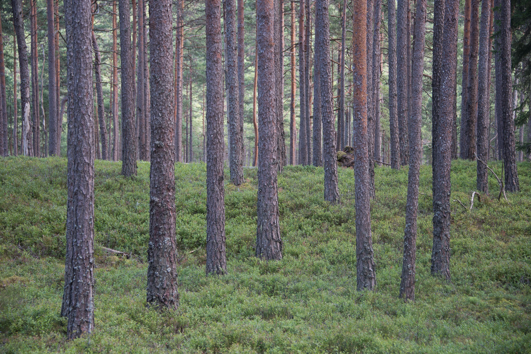 _SMA0586.jpg