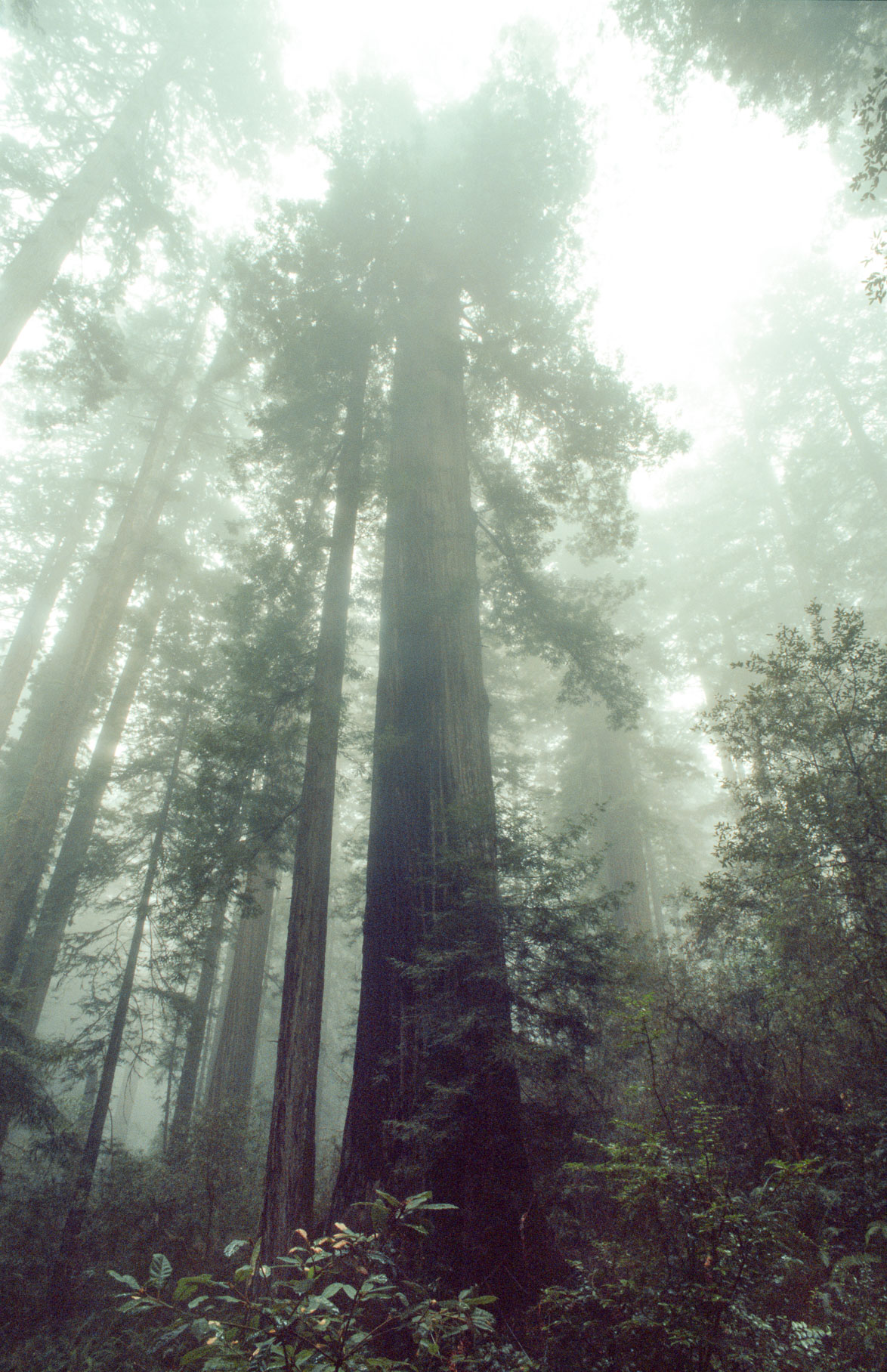 calfilm009.jpg