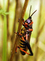 Heuschrecke.jpg (22958 Byte)