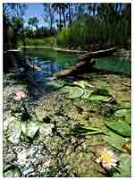Bitter Springs