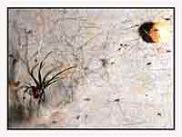 Redback-Spider