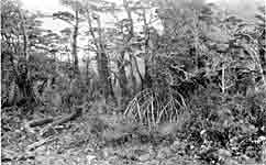 Ger�st eines Halakwuluphauses