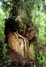 Fu� einer Alerce, Parque Pumalin