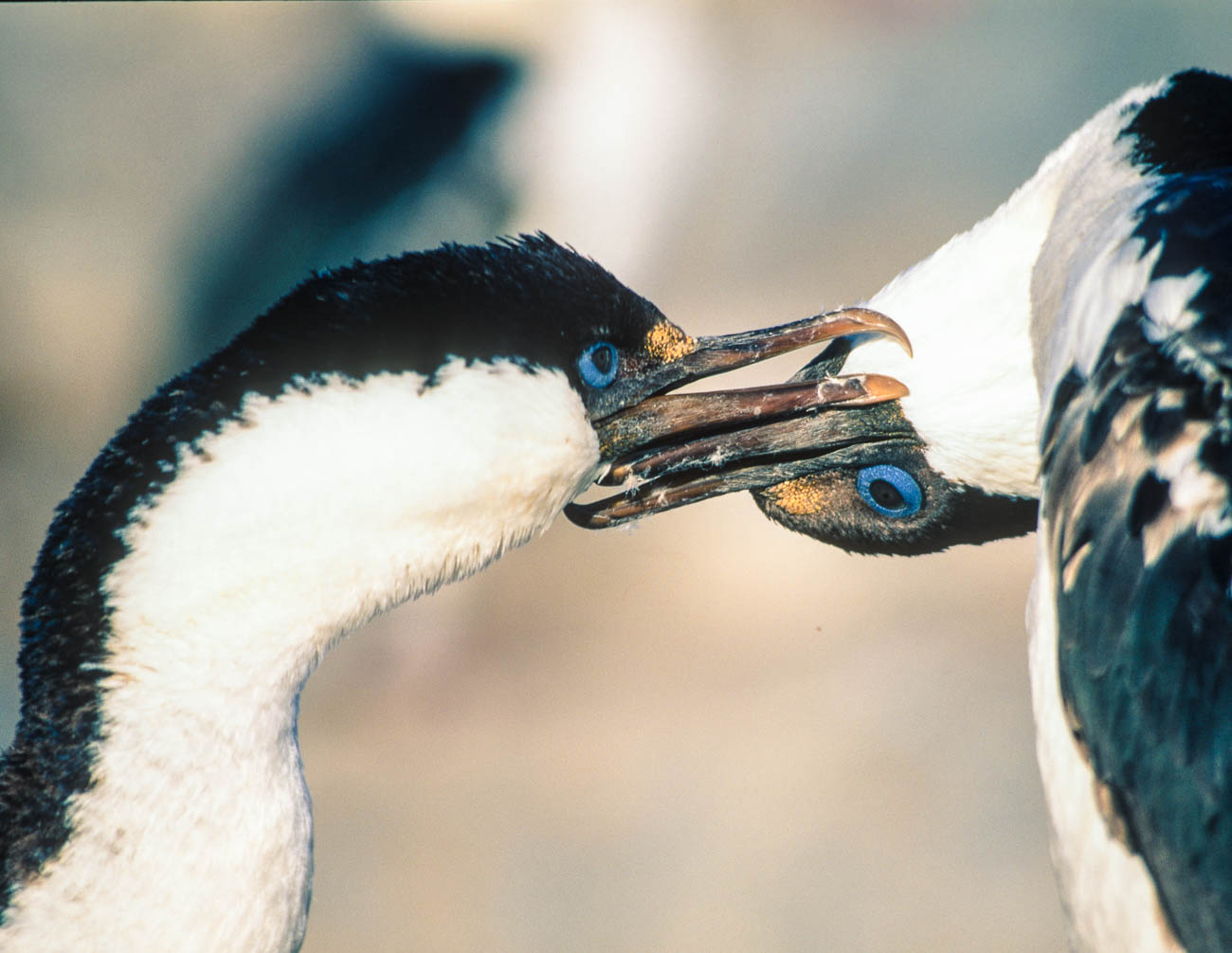 Antarctica - Antarktis